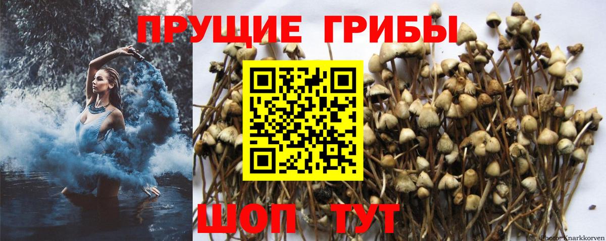 Галлюциногенные грибы прущие грибы Красноперекопск